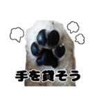 クレイジードッグ（個別スタンプ：25）