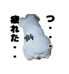 クレイジードッグ（個別スタンプ：26）