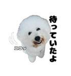 クレイジードッグ（個別スタンプ：27）