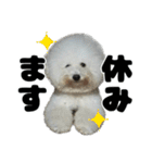 クレイジードッグ（個別スタンプ：29）