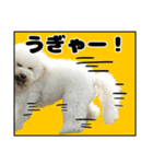 クレイジードッグ（個別スタンプ：30）