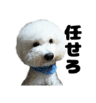 クレイジードッグ（個別スタンプ：31）