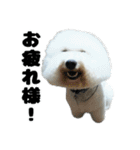 クレイジードッグ（個別スタンプ：33）