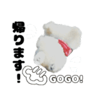 クレイジードッグ（個別スタンプ：36）