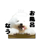 クレイジードッグ（個別スタンプ：39）
