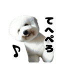 クレイジードッグ（個別スタンプ：40）