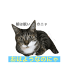 猫は こばん（個別スタンプ：1）