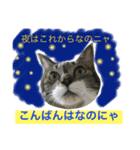 猫は こばん（個別スタンプ：2）