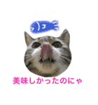 猫は こばん（個別スタンプ：5）
