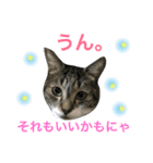 猫は こばん（個別スタンプ：7）