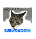 猫は こばん（個別スタンプ：8）