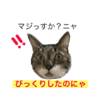 猫は こばん（個別スタンプ：9）