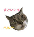 猫は こばん（個別スタンプ：10）
