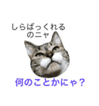 猫は こばん（個別スタンプ：11）
