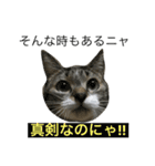 猫は こばん（個別スタンプ：13）