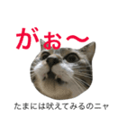猫は こばん（個別スタンプ：14）