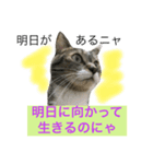 猫は こばん（個別スタンプ：15）