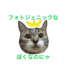 猫は こばん（個別スタンプ：16）