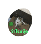Muay Cat（個別スタンプ：1）