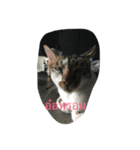Muay Cat（個別スタンプ：2）