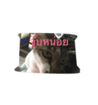 Muay Cat（個別スタンプ：3）