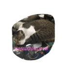 Muay Cat（個別スタンプ：4）