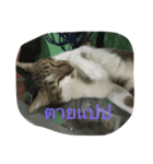 Muay Cat（個別スタンプ：5）