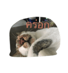 Muay Cat（個別スタンプ：6）