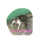 Muay Cat（個別スタンプ：8）