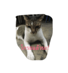 Muay Cat（個別スタンプ：13）