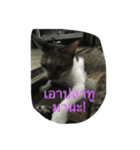 Muay Cat（個別スタンプ：16）