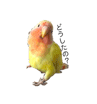 コザクラインコのキロちゃん（個別スタンプ：1）
