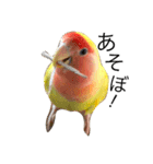 コザクラインコのキロちゃん（個別スタンプ：4）