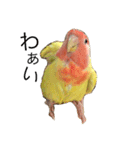 コザクラインコのキロちゃん（個別スタンプ：5）