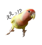 コザクラインコのキロちゃん（個別スタンプ：6）