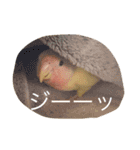 コザクラインコのキロちゃん（個別スタンプ：7）