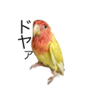 コザクラインコのキロちゃん（個別スタンプ：8）