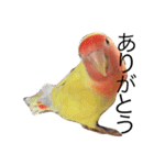 コザクラインコのキロちゃん（個別スタンプ：10）