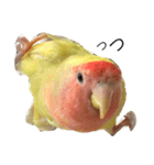 コザクラインコのキロちゃん（個別スタンプ：11）