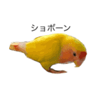 コザクラインコのキロちゃん（個別スタンプ：12）