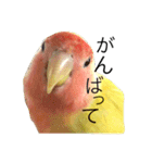 コザクラインコのキロちゃん（個別スタンプ：13）