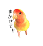 コザクラインコのキロちゃん（個別スタンプ：15）