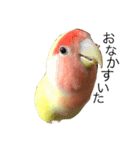 コザクラインコのキロちゃん（個別スタンプ：16）