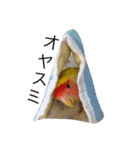 コザクラインコのキロちゃん（個別スタンプ：17）