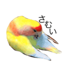 コザクラインコのキロちゃん（個別スタンプ：18）