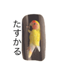 コザクラインコのキロちゃん（個別スタンプ：19）