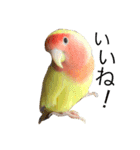 コザクラインコのキロちゃん（個別スタンプ：20）
