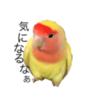 コザクラインコのキロちゃん（個別スタンプ：21）