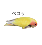 コザクラインコのキロちゃん（個別スタンプ：22）