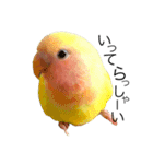 コザクラインコのキロちゃん（個別スタンプ：23）